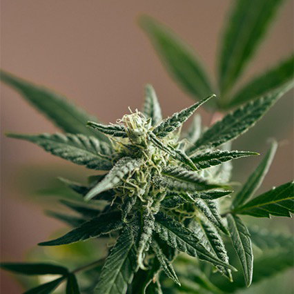 Homepage (With Slider)