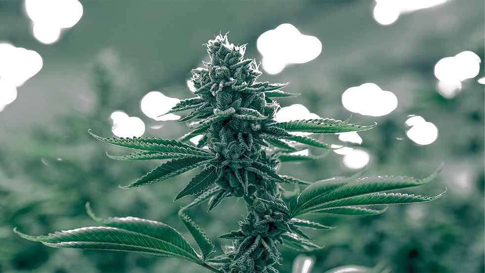 Homepage (With Slider)