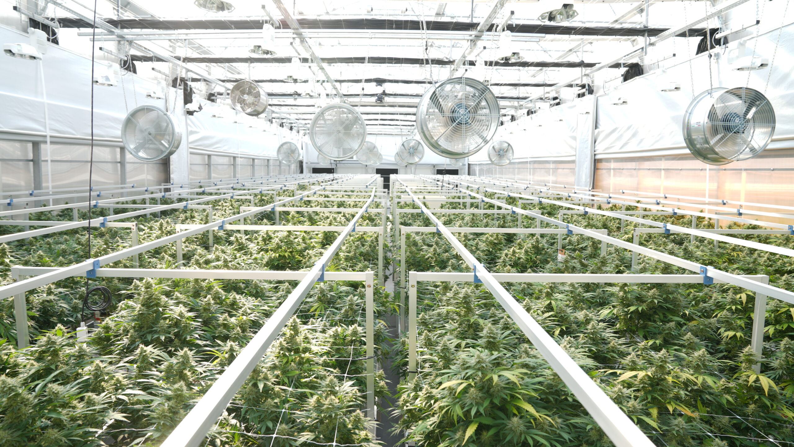 Anthera Receives GACP Certification