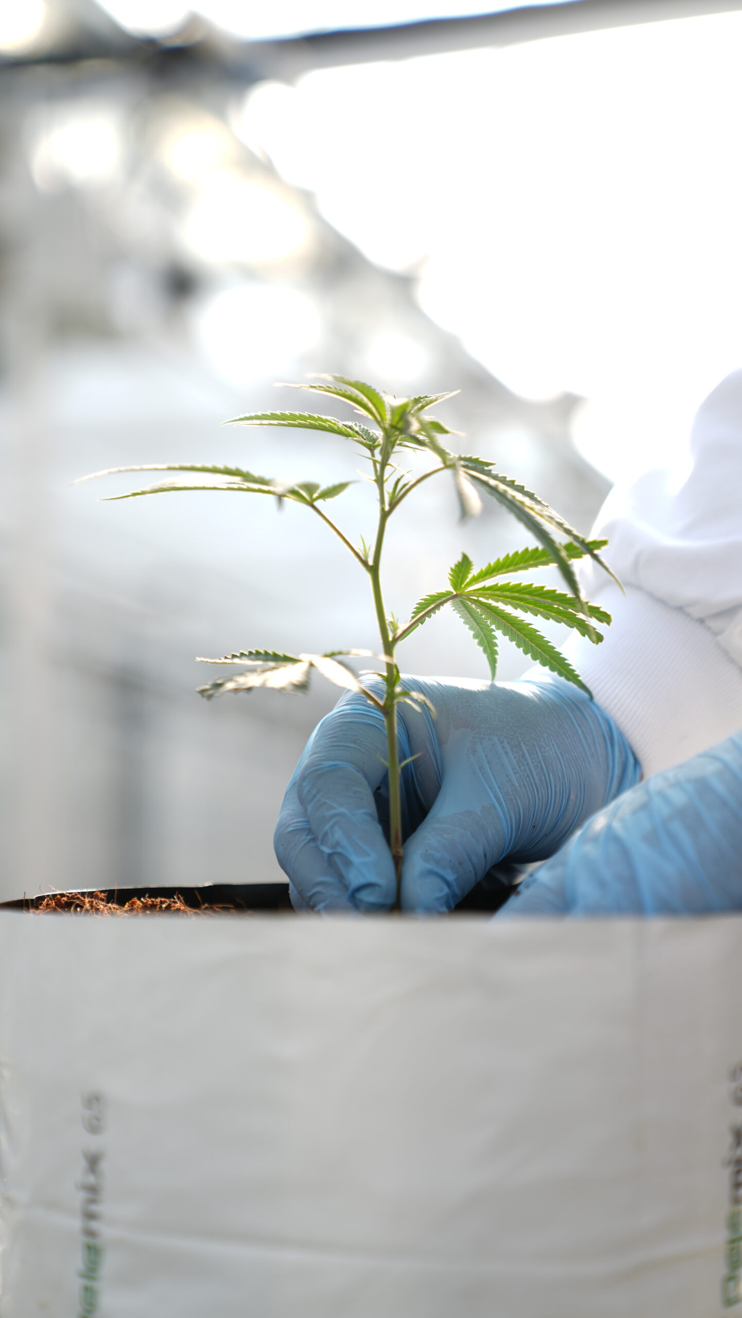 Anthera Receives GACP Certification