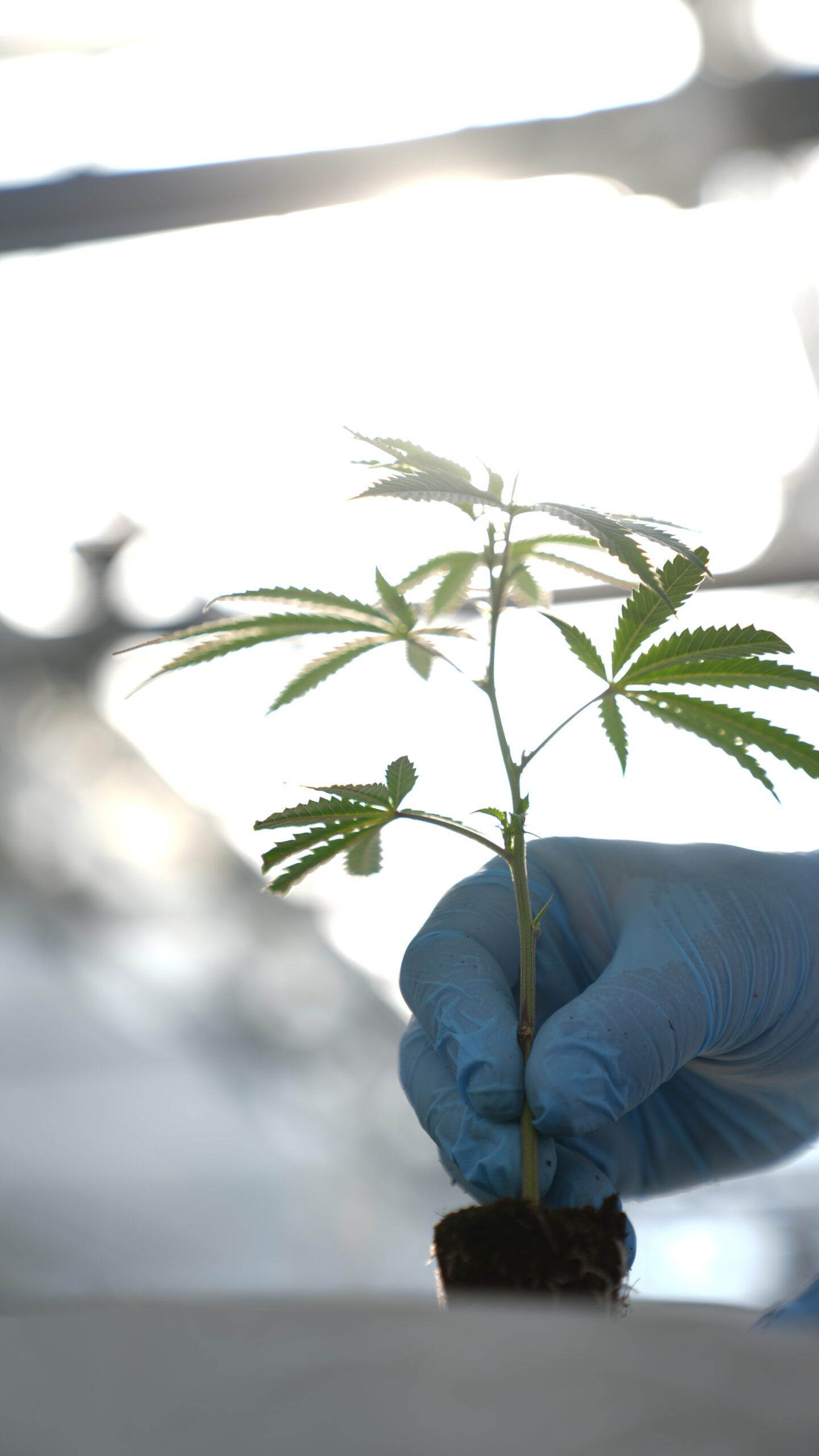 Manufacturing Process